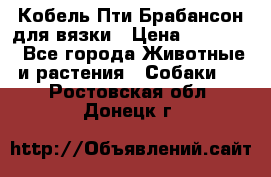 Кобель Пти Брабансон для вязки › Цена ­ 30 000 - Все города Животные и растения » Собаки   . Ростовская обл.,Донецк г.